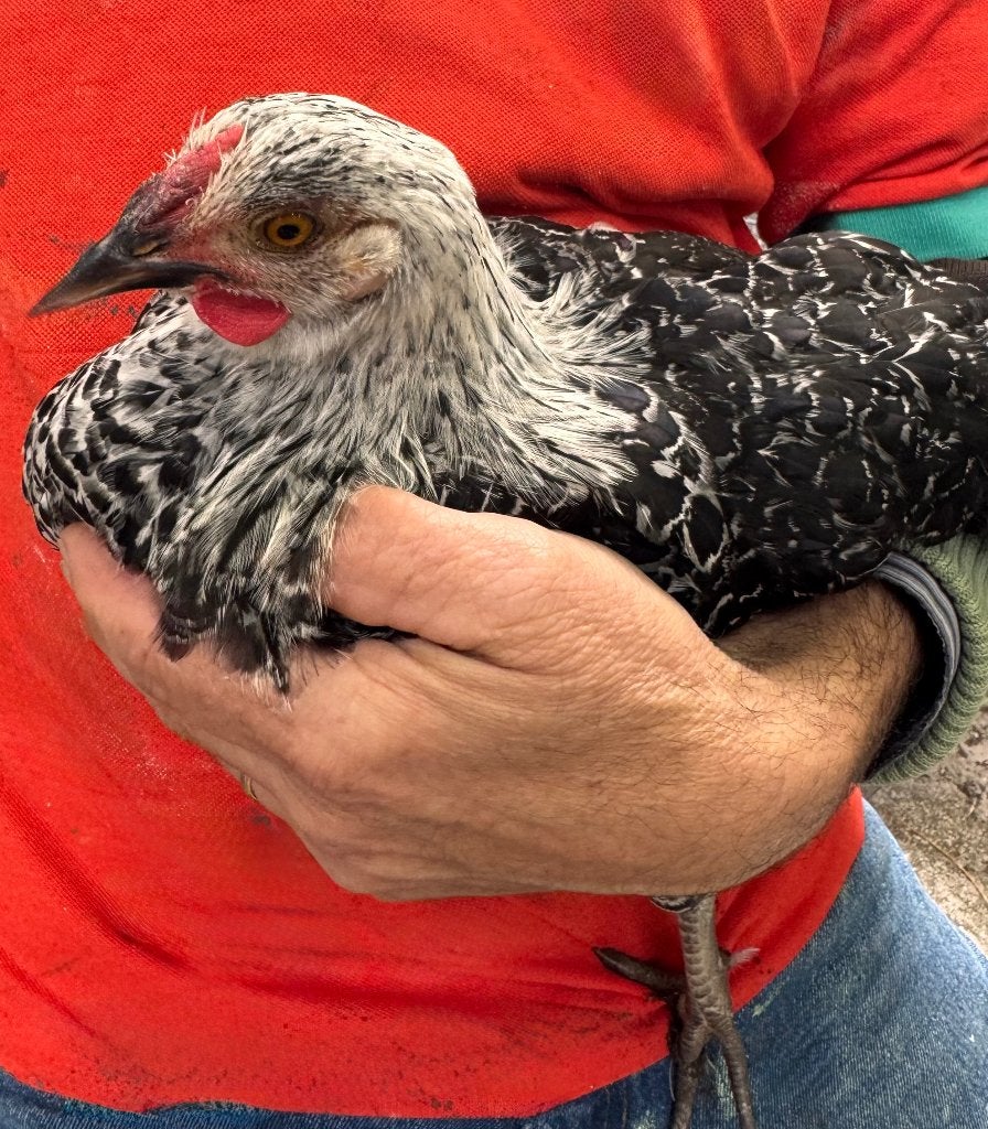 Jonge haan, Dieren en Toebehoren, Juni, Mannelijk