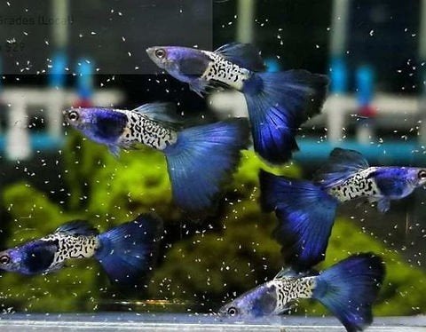 metal snakeskin blue tail guppen, Dieren en Toebehoren, Vissen | Aquariumvissen