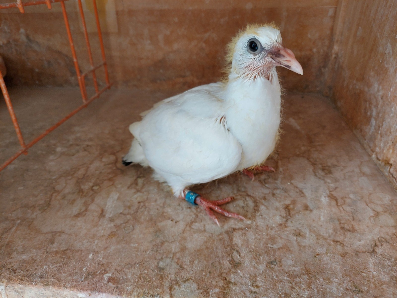 jonge duif 2026, Dieren en Toebehoren, Geslacht onbekend, Postduif