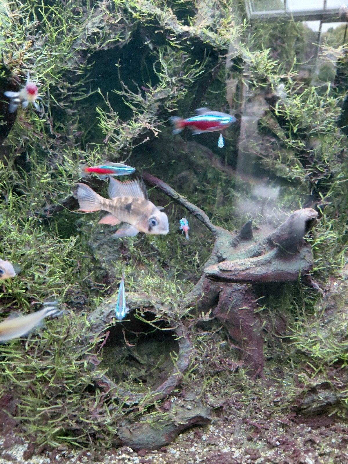 Neons, Roodkopzalmen, Sumatranen, dwergchicliden, Animaux & Accessoires, Enlèvement, Tetra