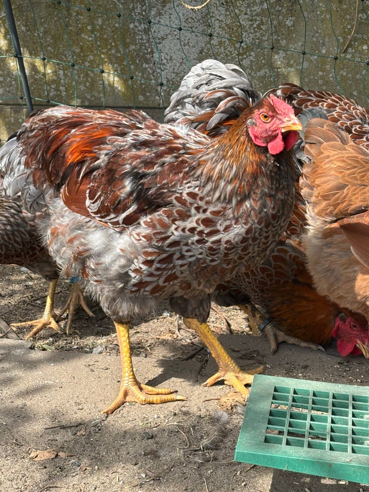 Wyandotte groothoen goudblauw gezoomd haan, Dieren en Toebehoren, Pluimvee