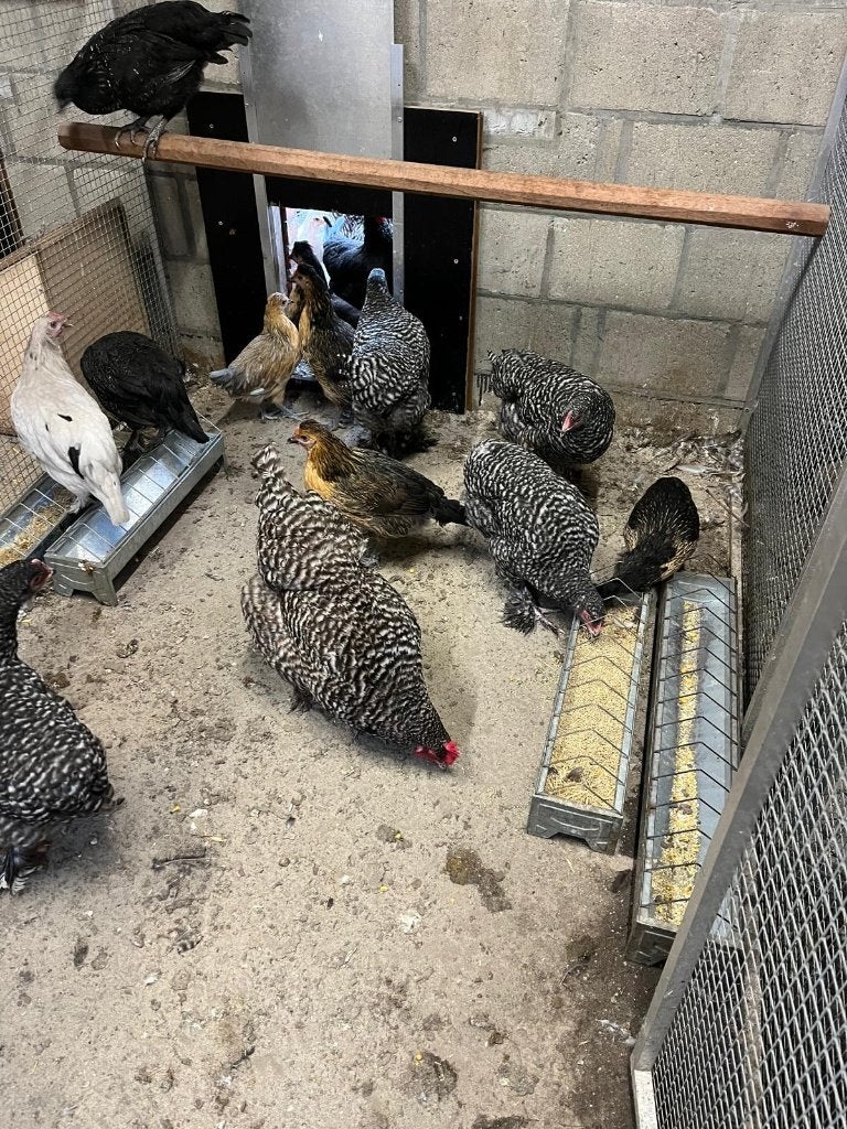 kippen te koop, Dieren en Toebehoren, Vrouwelijk, Kip