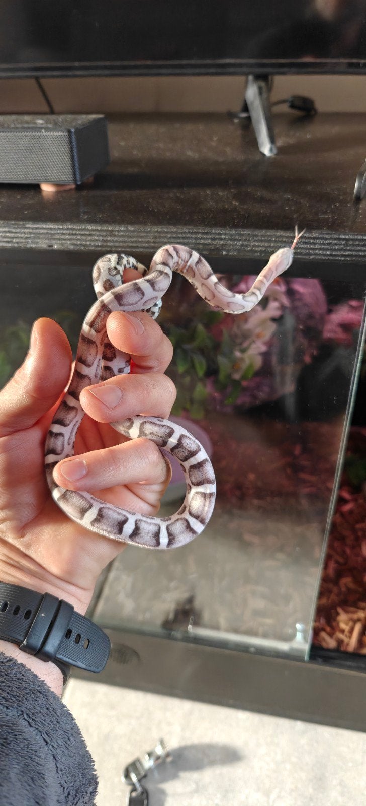 korenslang scaleless anery, Dieren en Toebehoren, Slang, Tam, 0 tot 2 jaar