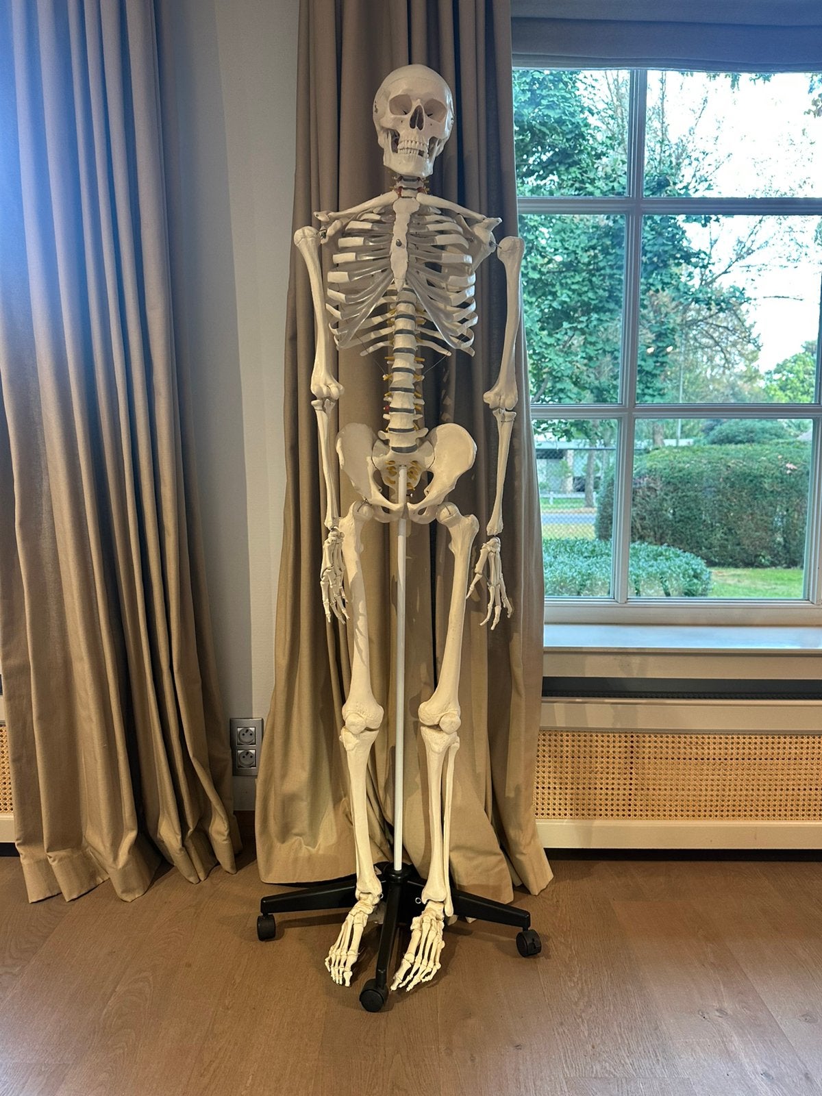 Anatomisch skelet voor geneeskunde, biomedische, kiné, …, Boeken, Ophalen, Zo goed als nieuw