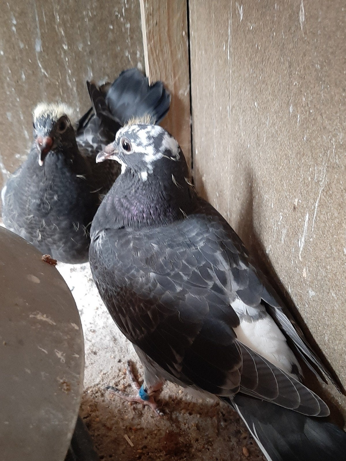 2 jonge reis duiven, Sexe inconnu, Pigeon voyageur