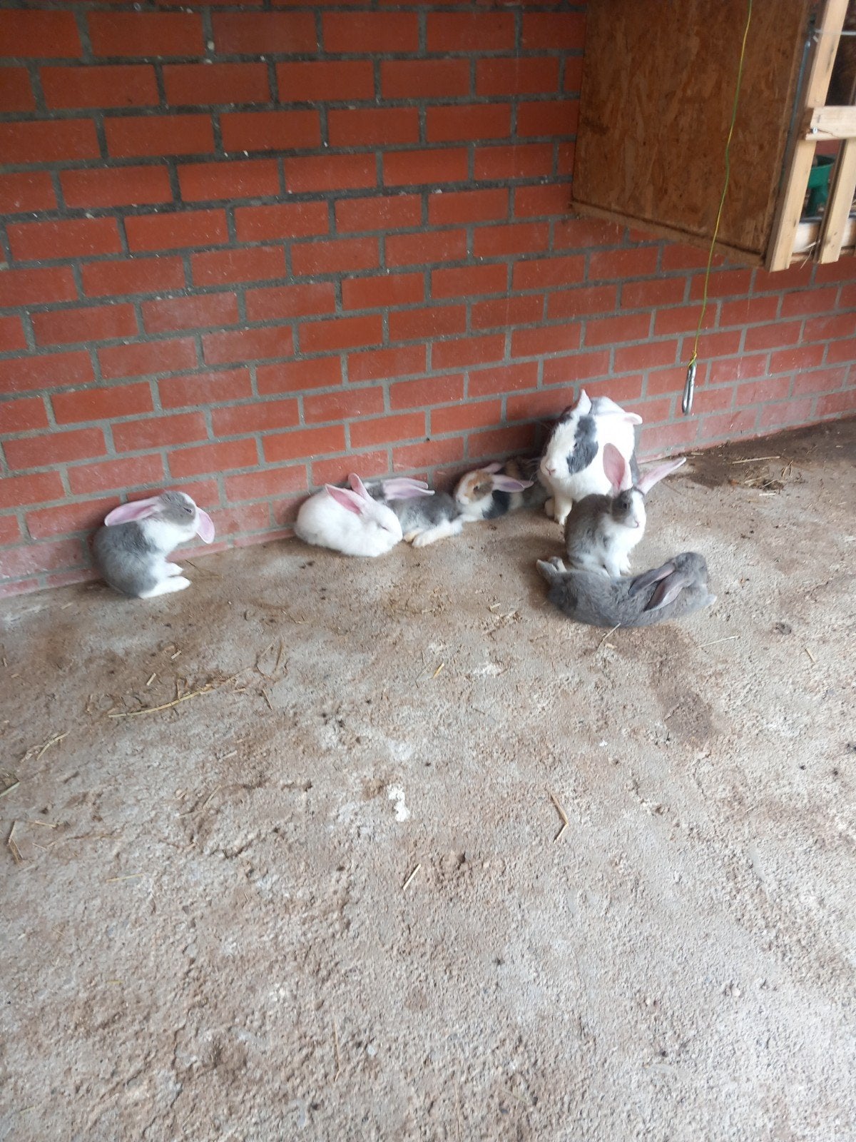 Duitse reuzen, Meerdere dieren, Groot, 0 tot 2 jaar