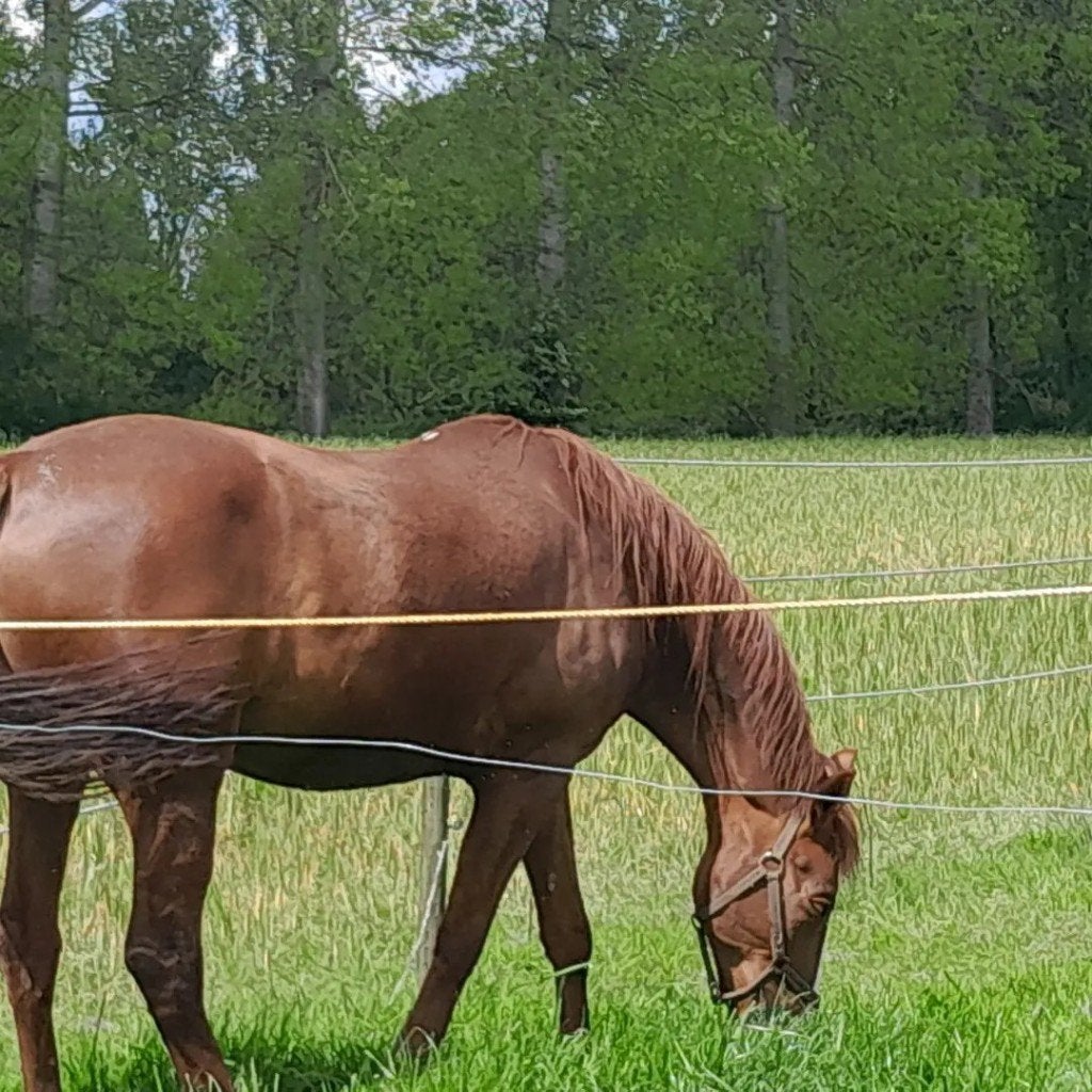draver zoek een thuis, Dieren en Toebehoren, Paarden, Minder dan 160 cm, Ruin, Niet van toepassing, Gechipt