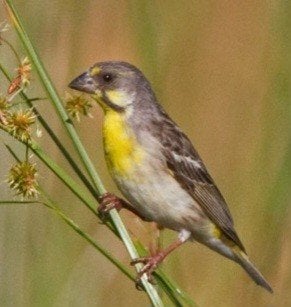 Crithagra citrinipectus