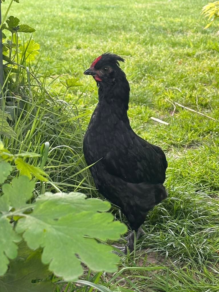 Groenlegger bolstaart haan, Dieren en Toebehoren, Pluimvee