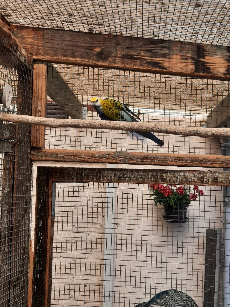 bleekkoppen en pennanten, Meerdere dieren, Parkiet, Geringd