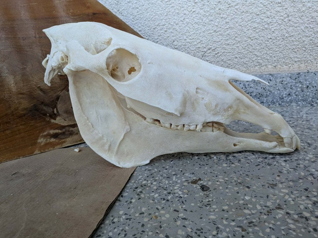 Oude paardenschedel versleten gebit unieke schedel van paard, Verzamelen, Verzenden, Zo goed als nieuw, Paard, Schedel