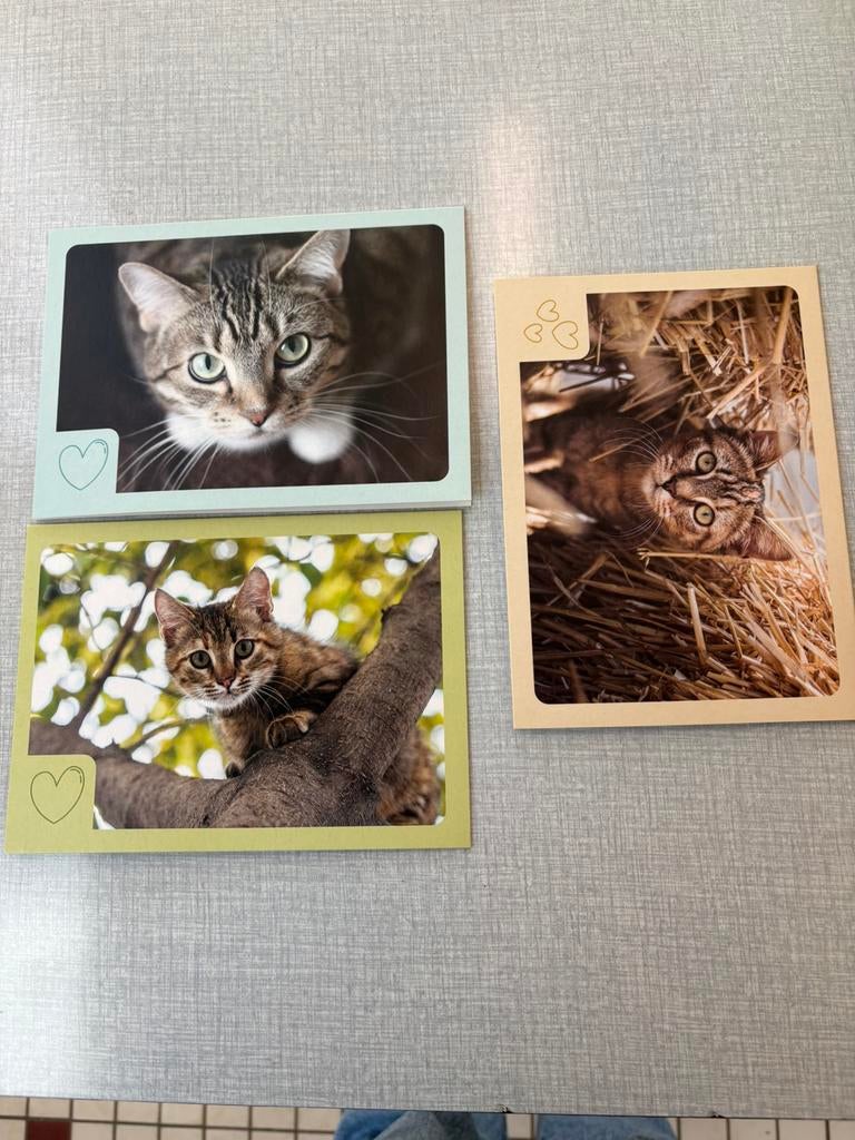 Cartes postales  chats, Articles professionnels, Enlèvement