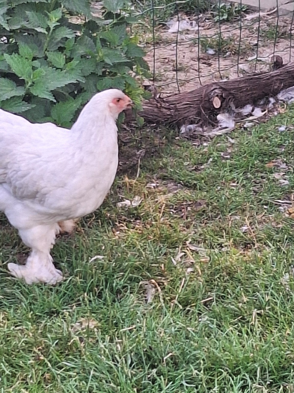 Brahma Isabelle, Animaux & Accessoires