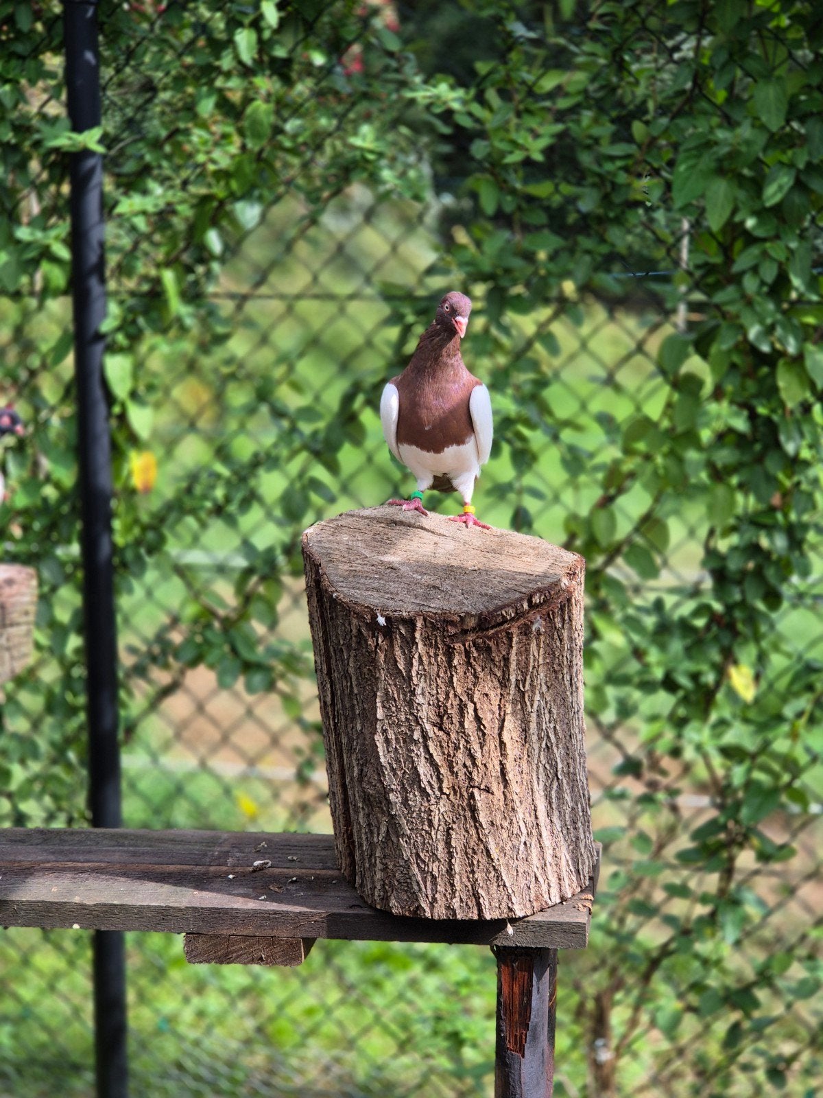 magnifiques gobelets Magpie à vendre : 10 euros chacun