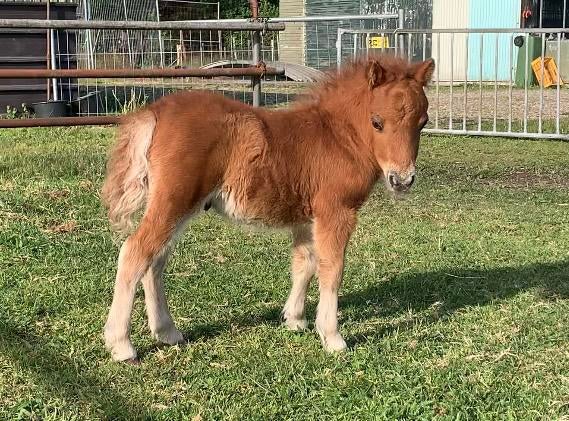 Hele lieve en knappe mini shetlander met veulen, Dieren en Toebehoren, A pony (tot 1.17m), 3 tot 6 jaar, Gechipt, Onbeleerd