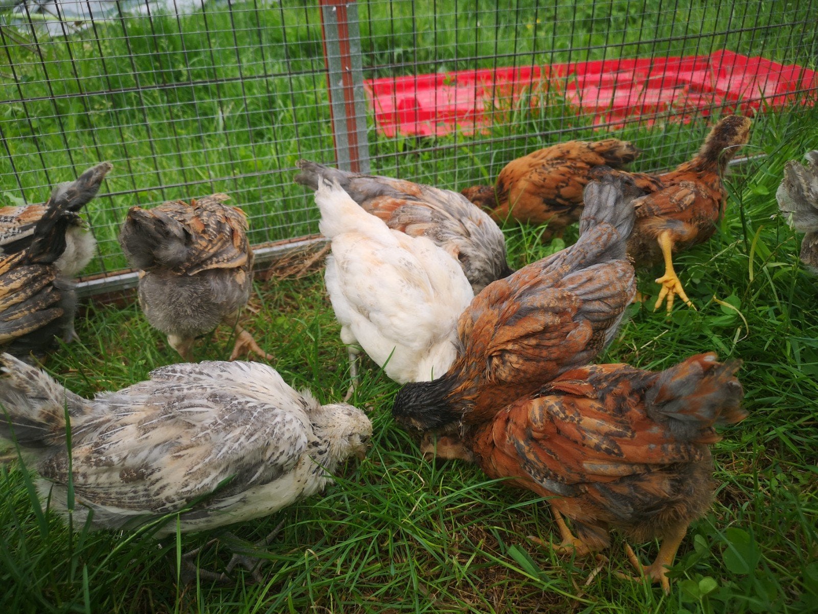 Poussins ameraucana et olivette
