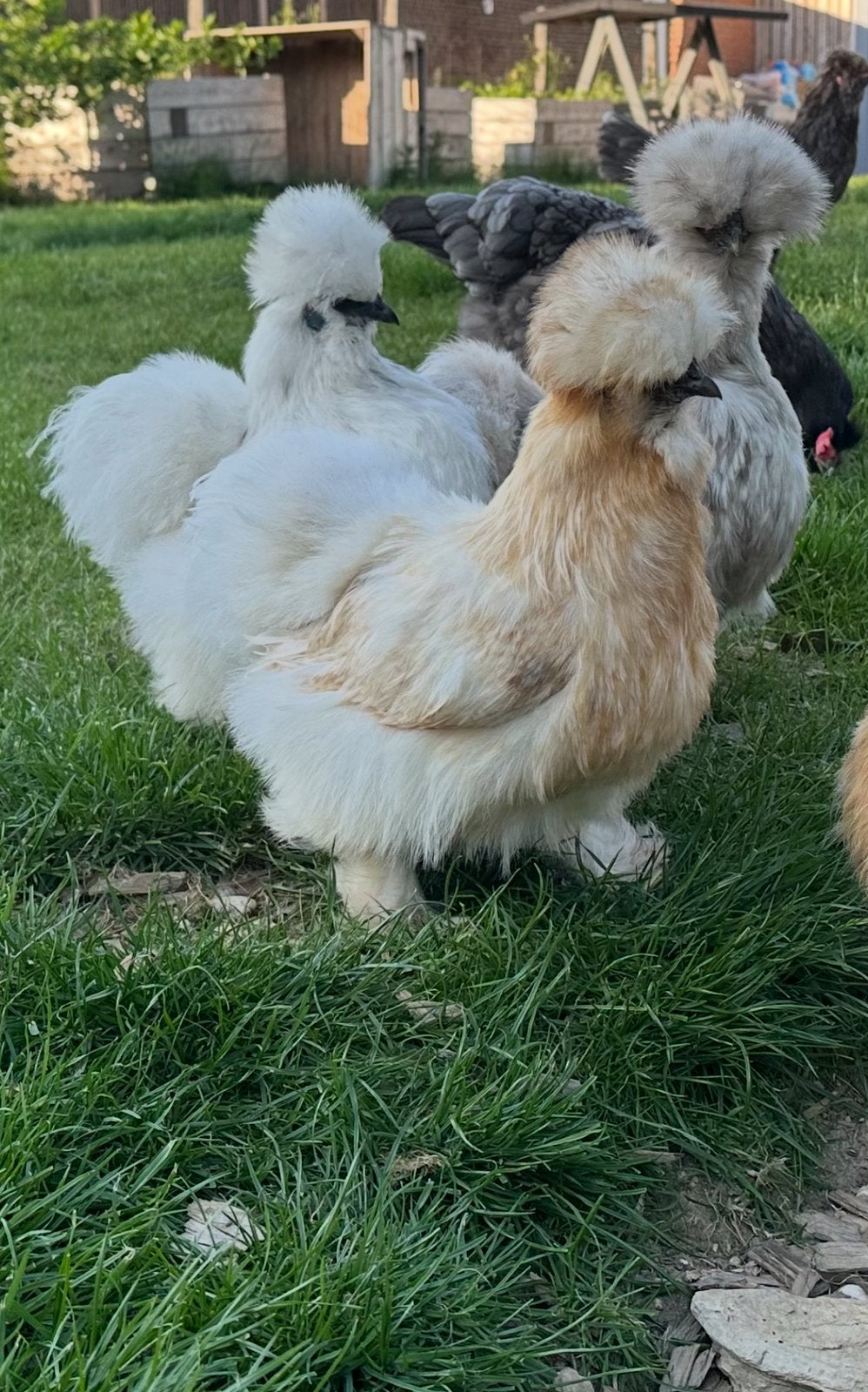Gezocht witte zijdehoen hen!, Dieren en Toebehoren, Pluimvee, Vrouwelijk, Kip
