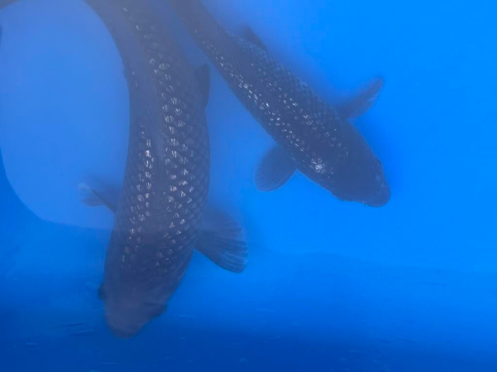 Japanse koi Ginrin Soragoi, Karper of Koi