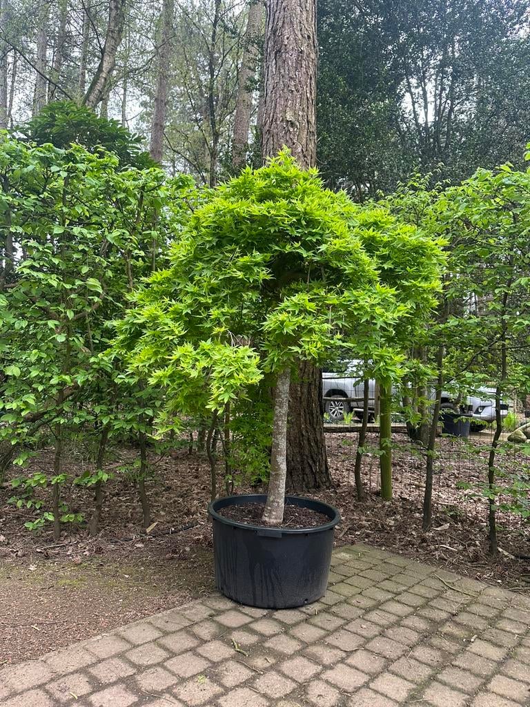 Japanse esdoorn, Tuin en Terras, Ophalen