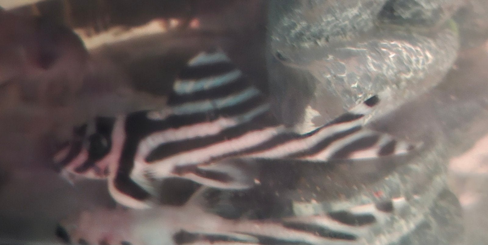 hypancistrus L046 van ongeveer 6cm