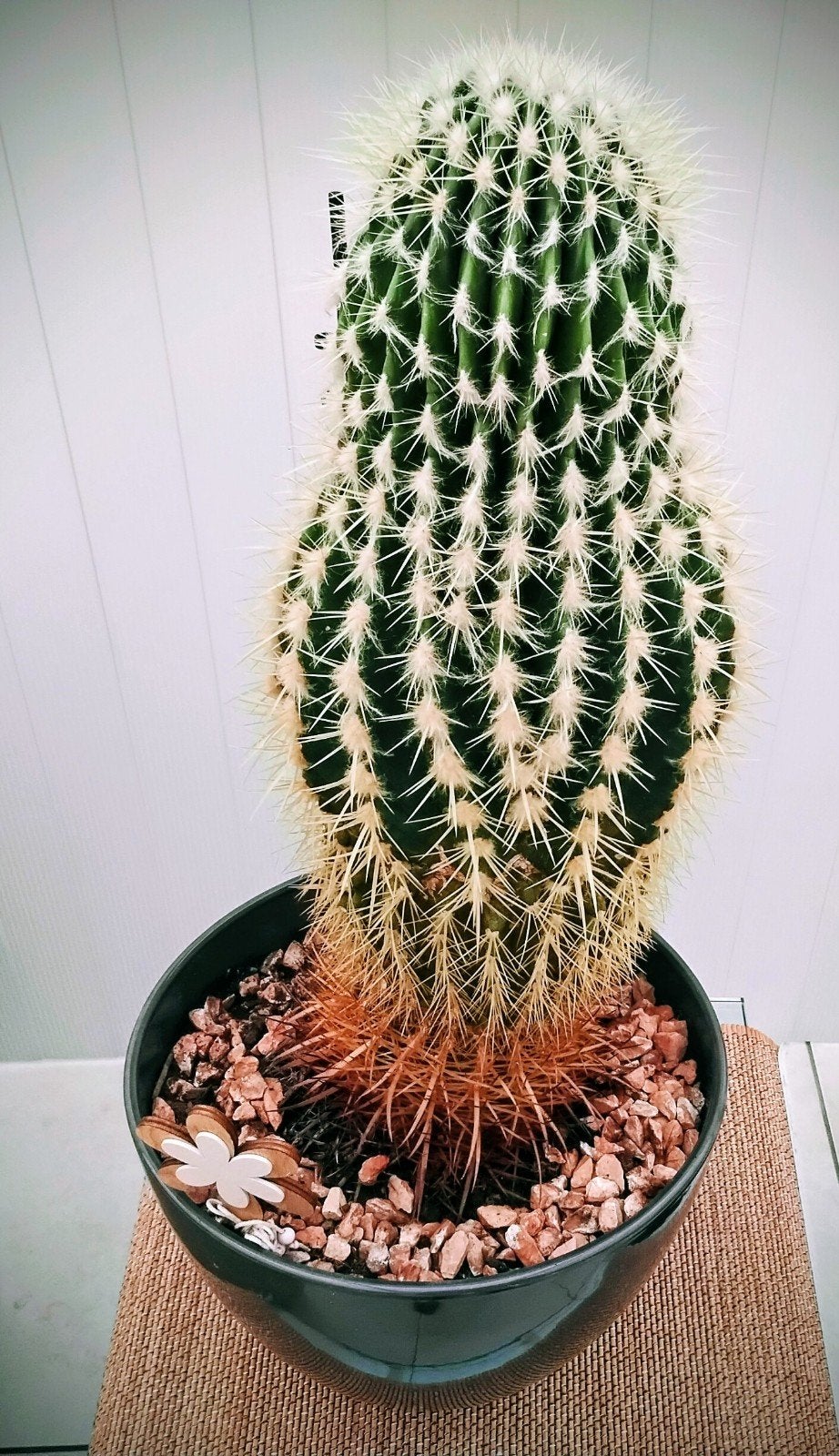 mooie grote cactus met pot, Ophalen, Cactus