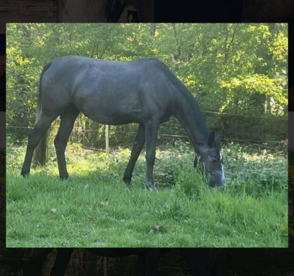 5-jarige merrie, Dieren en Toebehoren, Paarden, Merrie, Zadelmak, 165 tot 170 cm, 3 tot 6 jaar, Springpaard, Met stamboom, Gechipt