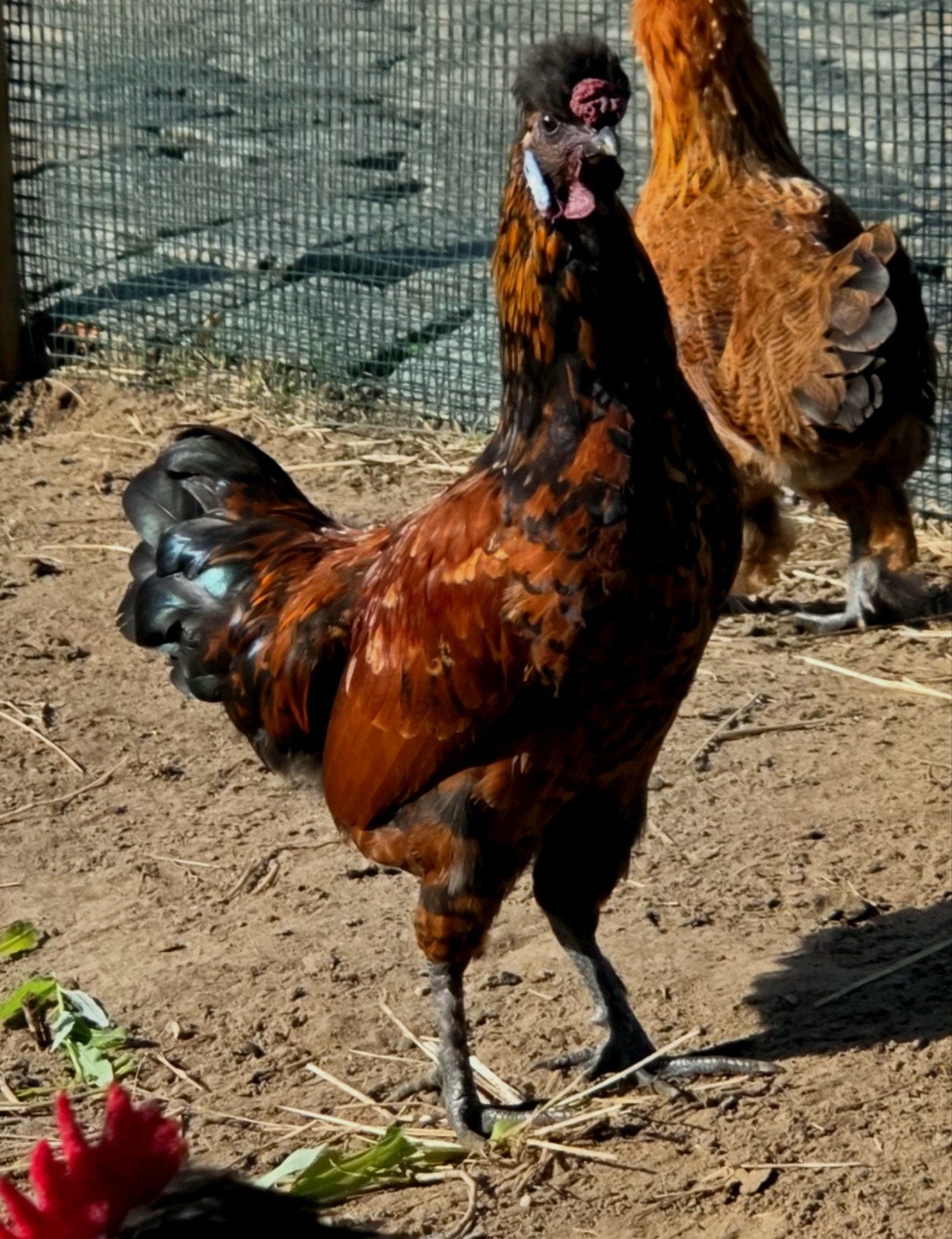 gratis jonge sierhanen, Dieren en Toebehoren, Mannelijk, Kip