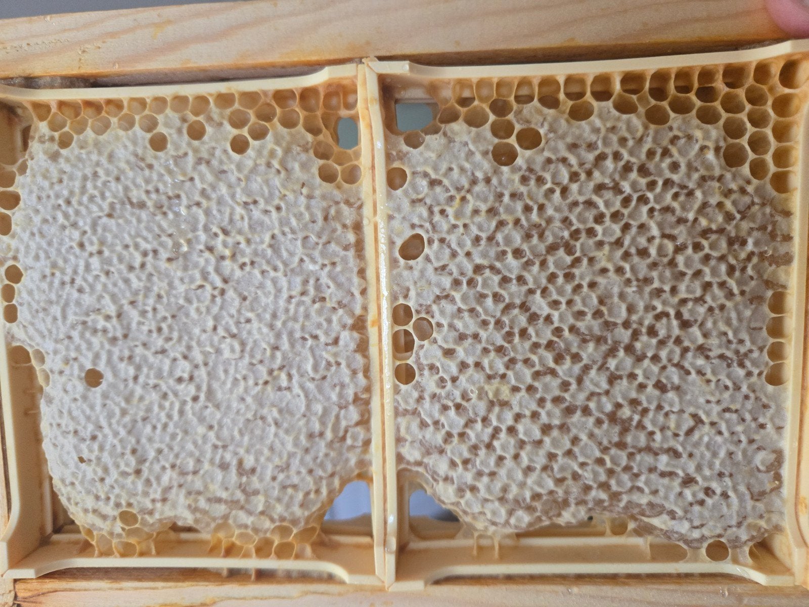 miel en rayon/ miel en brèche