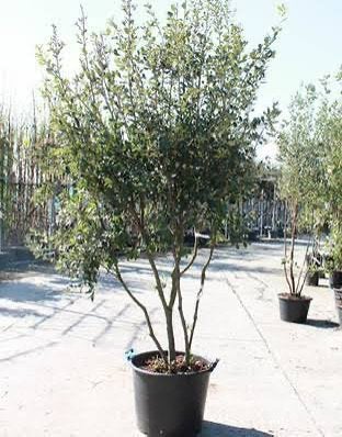 Quercus ilex  MRST/ meerstammige steeneik 175/200, Ophalen, In pot