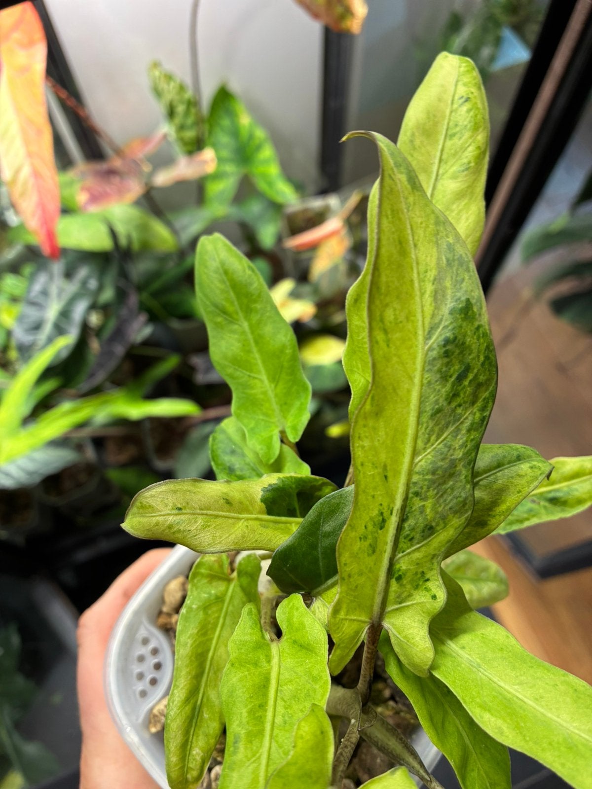 Alocasia Lauterbachiana variegata, Huis en Inrichting, Overige soorten, Ophalen of Verzenden, In pot, Minder dan 100 cm
