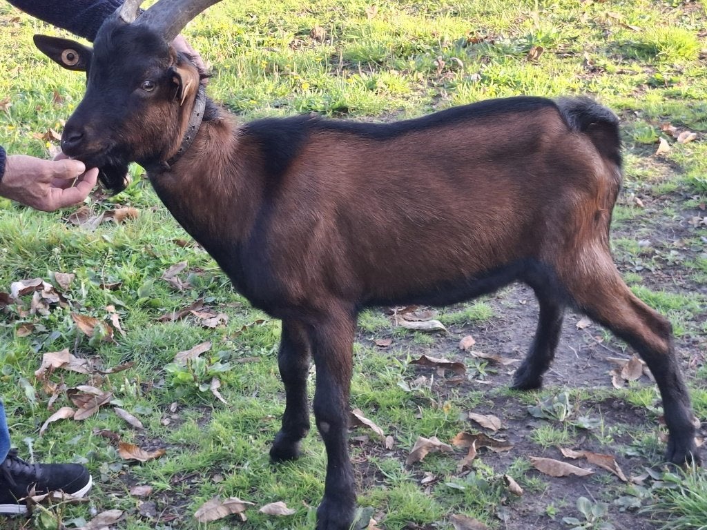 Hertengeit bok lam, Dieren en Toebehoren, Mannelijk, Geit, 0 tot 2 jaar