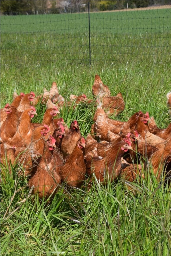 Kippen, Dieren en Toebehoren, Pluimvee, Kip