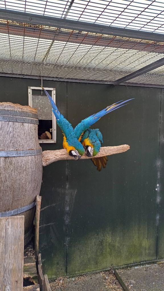 Te koop goede kweekkoppels blauwgele aras, Plusieurs animaux, Perroquet