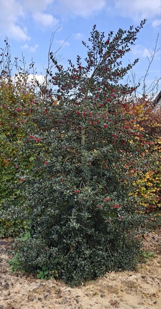 Gratis hulst, Tuin en Terras, Planten | Bomen, Ophalen