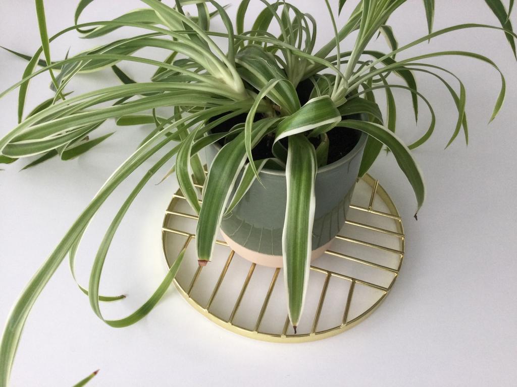 Set van 2 onderzetters voor planten, Ophalen of Verzenden, Nieuw, Overig