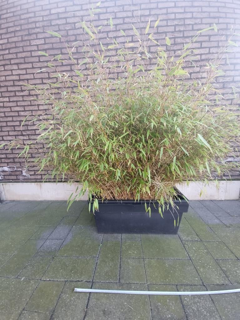 le bambou ne prolifère pas, Jardin & Terrasse, Enlèvement ou Envoi, Haie