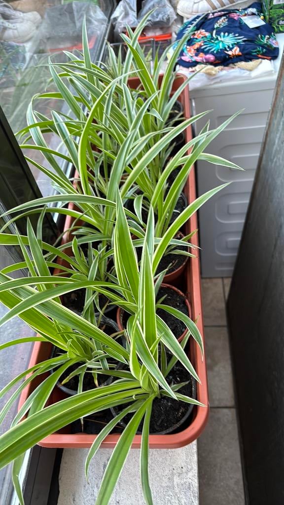 Kamerplant, Enlèvement