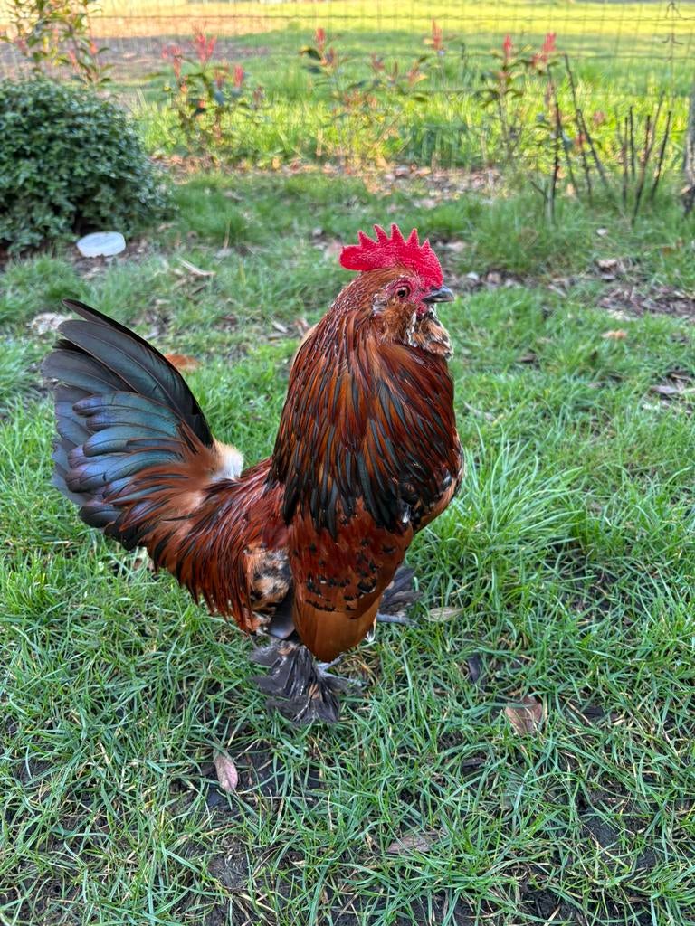 2 Ukkelse baardkriel hanen, Dieren en Toebehoren, Pluimvee