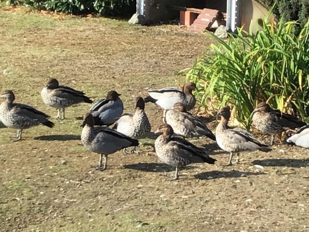 Manenganzen, Meerdere dieren, Gans of Zwaan