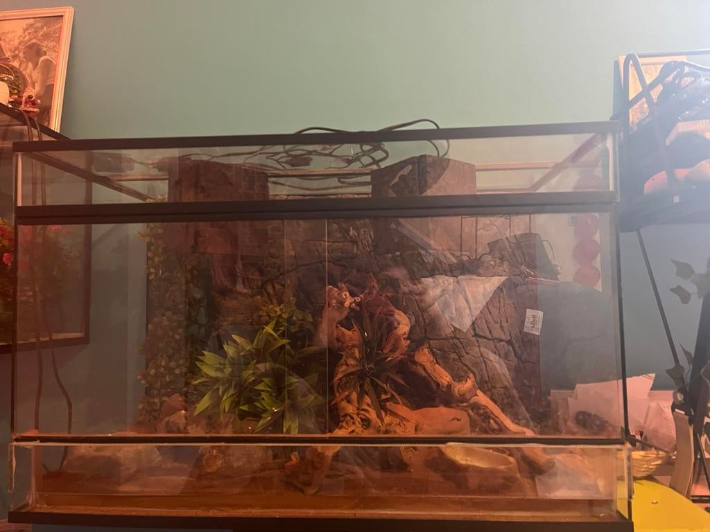 Terrarium, Dieren en Toebehoren, Ophalen, Gebruikt, Terrarium of Paludarium