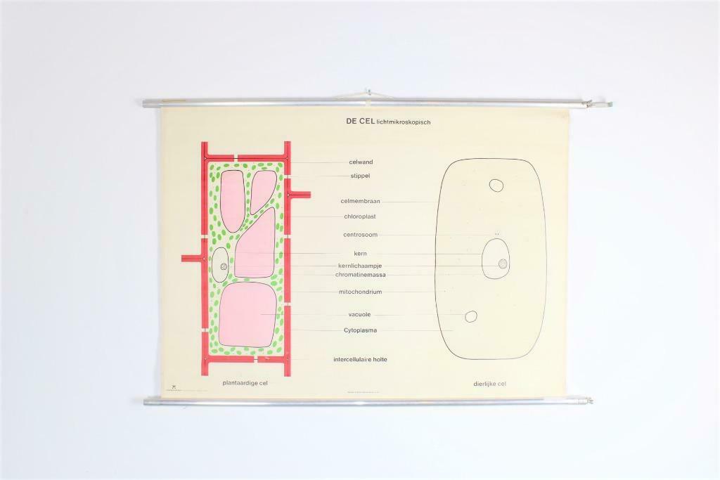 Vintage biologische schoolplaat: De cel lichtmikroskopisch, Antiek en Kunst, Ophalen of Verzenden