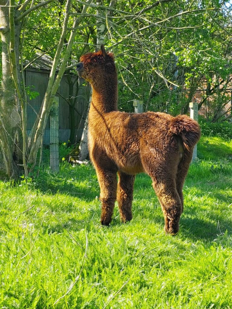Alpaca hengst, Dieren en Toebehoren, Mei, Mannelijk