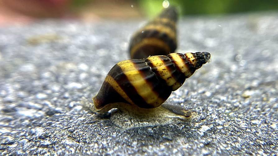 Helena slakken, Escargot ou Mollusque, Poisson d'eau douce