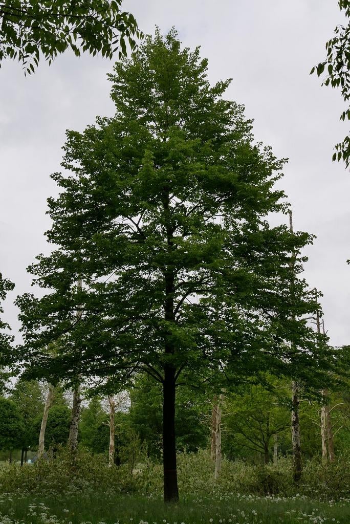 Kappen van bomen en/of wortels, Ophalen