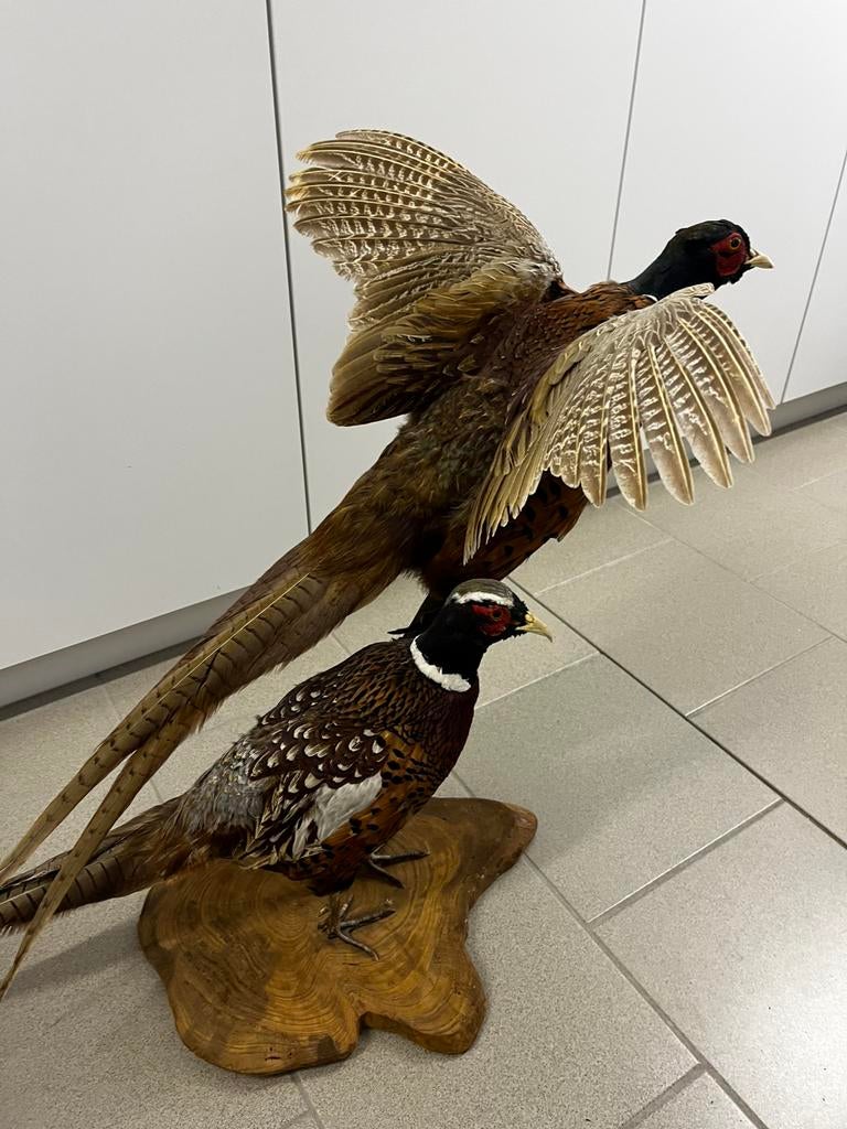Fazanten, Verzamelen, Ophalen, Zo goed als nieuw, Vogel, Opgezet dier