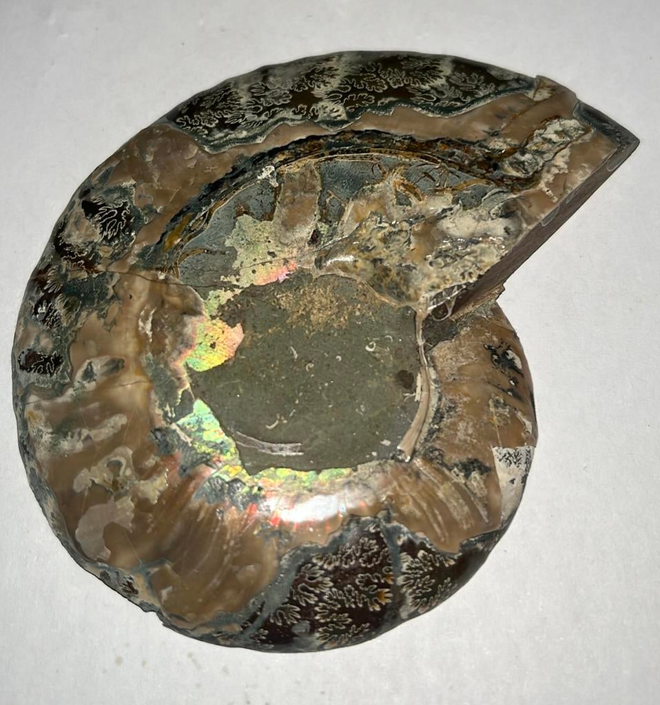 Halve Ammoniet snede(opaalachtig effect) - 95gram - 90x78x12, Ophalen of Verzenden, Fossiel