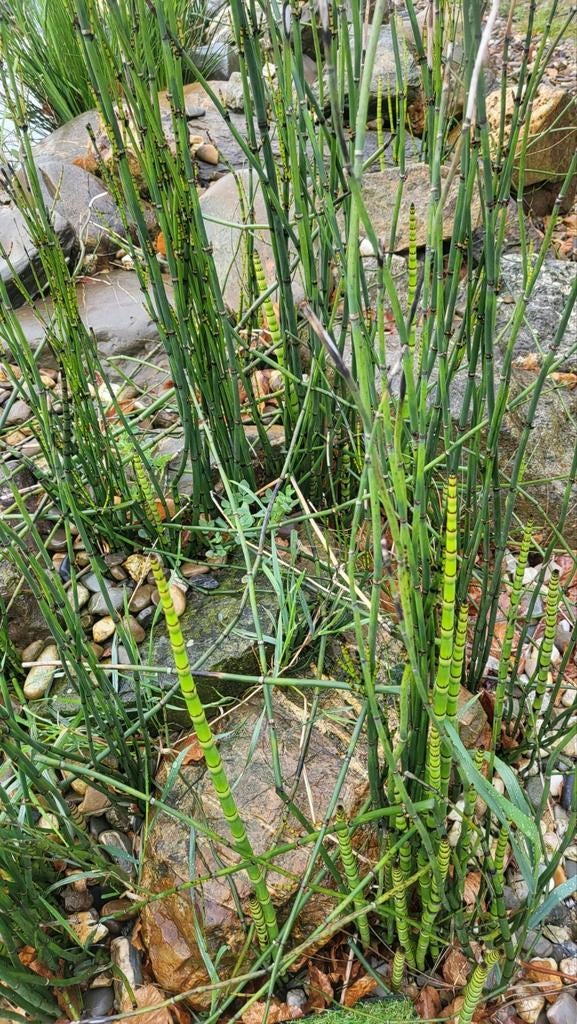 Japanse holpijp, Tuin en Terras, Ophalen of Verzenden