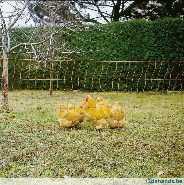 Kippennet Pluimveenet en hekken, Agrodieren de beste prijs, Dieren en Toebehoren, Ophalen of Verzenden, Nieuw