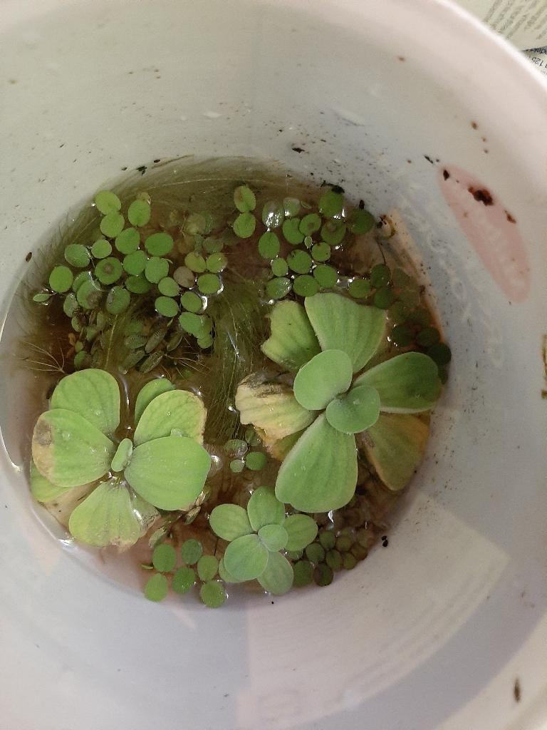Mix drijfplanten Aquarium, Dieren en Toebehoren, Ophalen, Nieuw, Plant(en), Steen of Hout