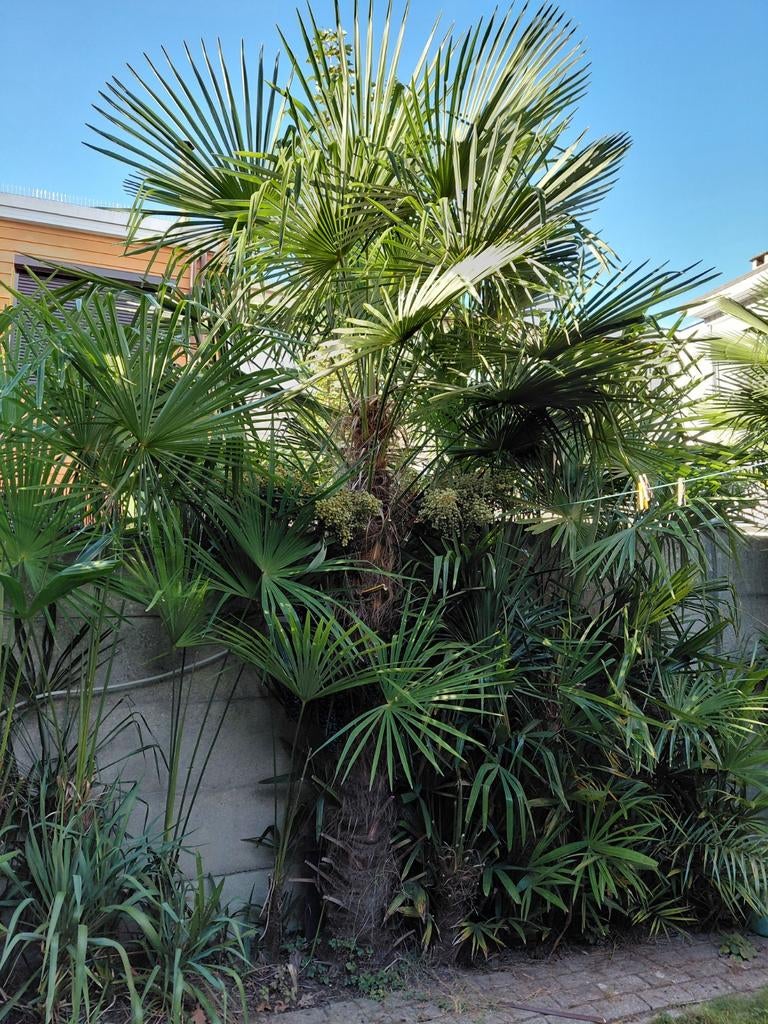 Wondermooie Trachycarpus Fortunei palmboom hoogte +/- 350 cm, Ophalen, Palmboom
